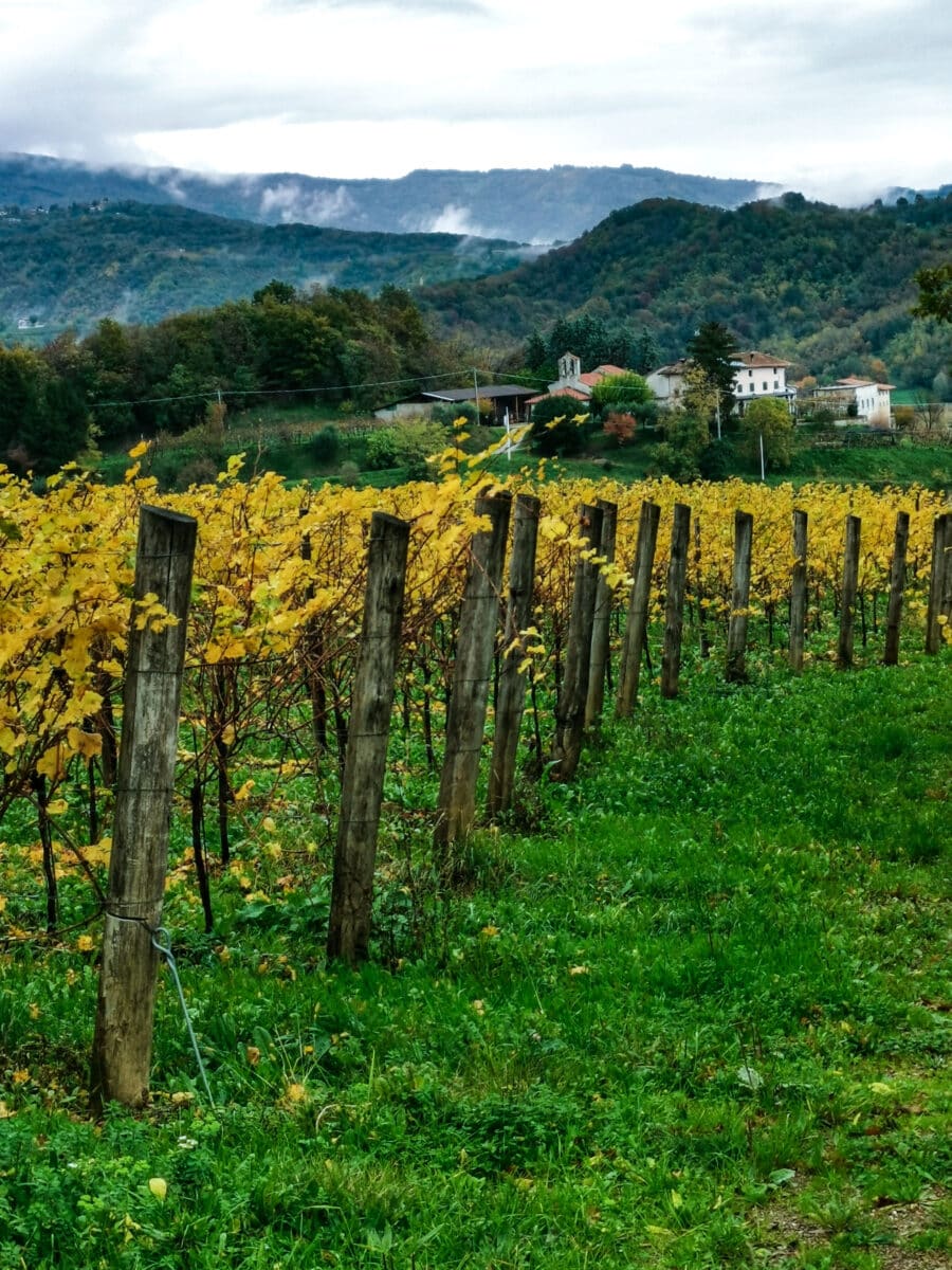 Passeggiata tra i vigneti di Prepotto Passeggiata tra i vigneti di Prepotto