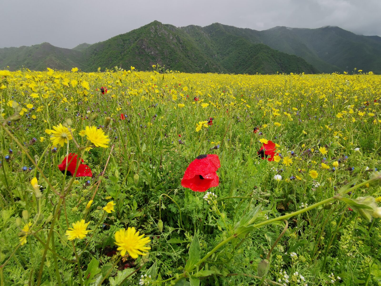 L'altopiano fiorito a Odzun L'altopiano fiorito a Odzun