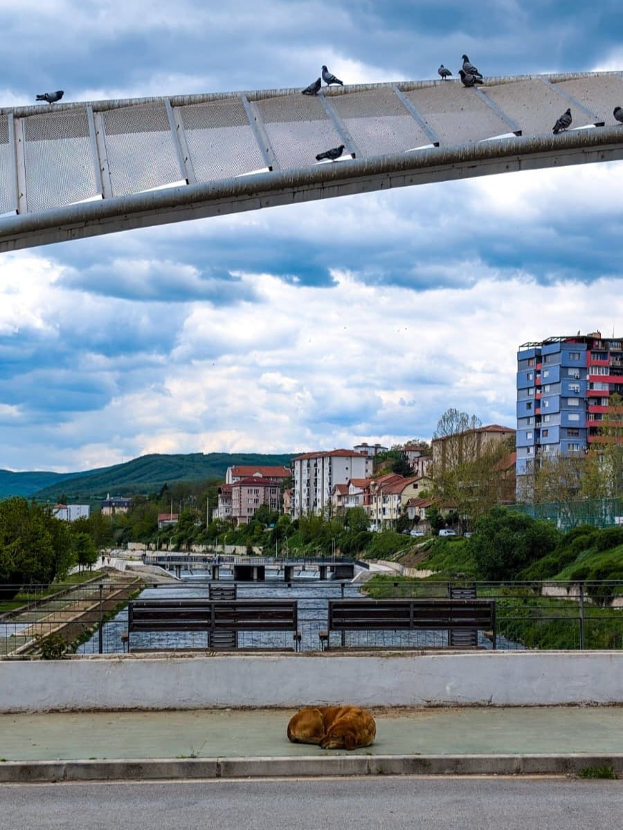 Un cane randagio dorme sulla passerella del ponte interdetto alle auto Un cane randagio dorme sulla passerella del ponte interdetto alle auto